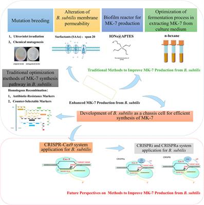 Advances in Enhanced Menaquinone-7 Production From Bacillus subtilis